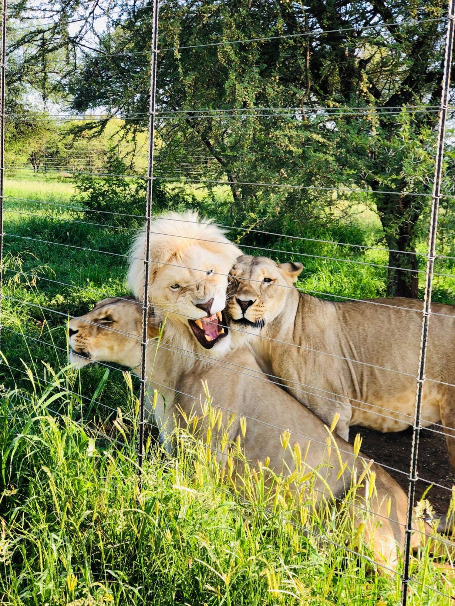 Simba Safaris African Pride Exotic Lodge Lephalale Exterior photo