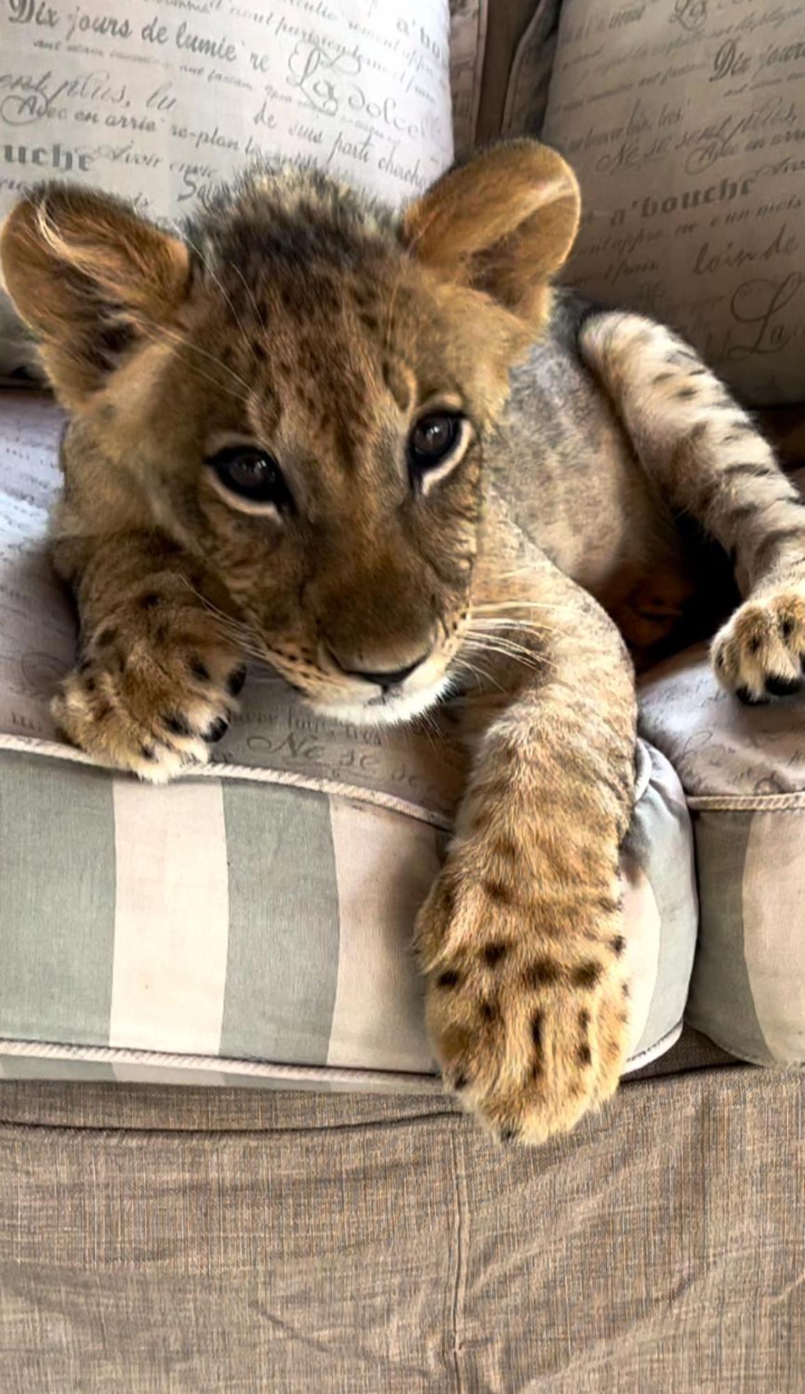Simba Safaris African Pride Exotic Lodge Lephalale Exterior photo
