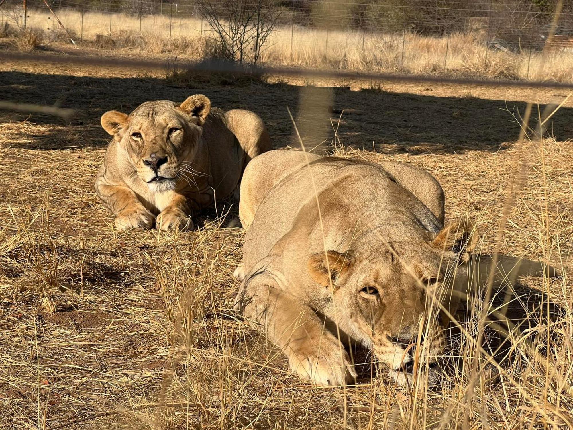 Simba Safaris African Pride Exotic Lodge Lephalale Exterior photo